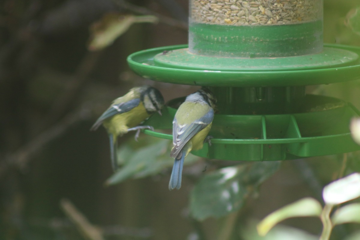 Two blue tits sit on a bird feeder