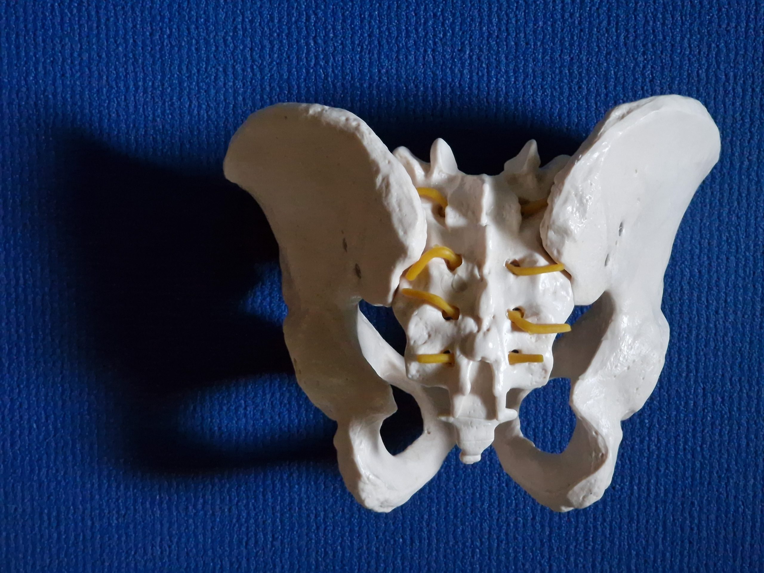 A model pelvis sits on a yoga mat, we are looking from the rear at the sacrum. 