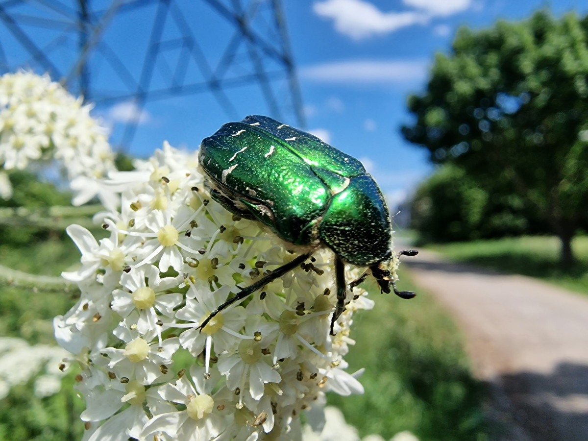 A beetle with a metallic green carapace sits on a white cow parsley flower.