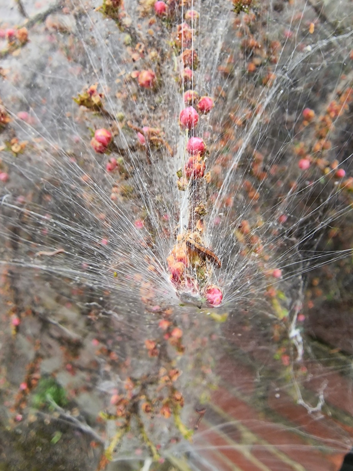 A branch of a plant with tiny leaves and pale pink flower buds is covered in a tight strands of a spider web.