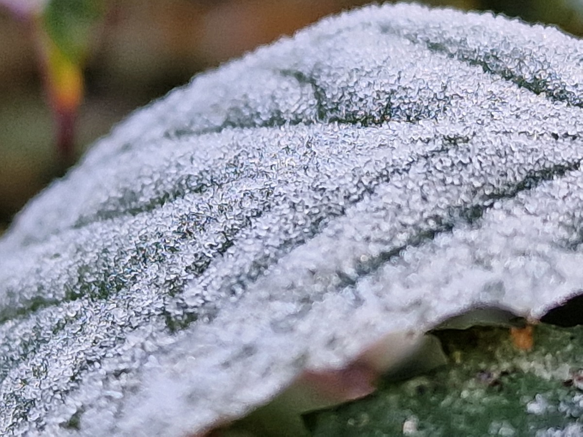 A close up of a frosty leaf