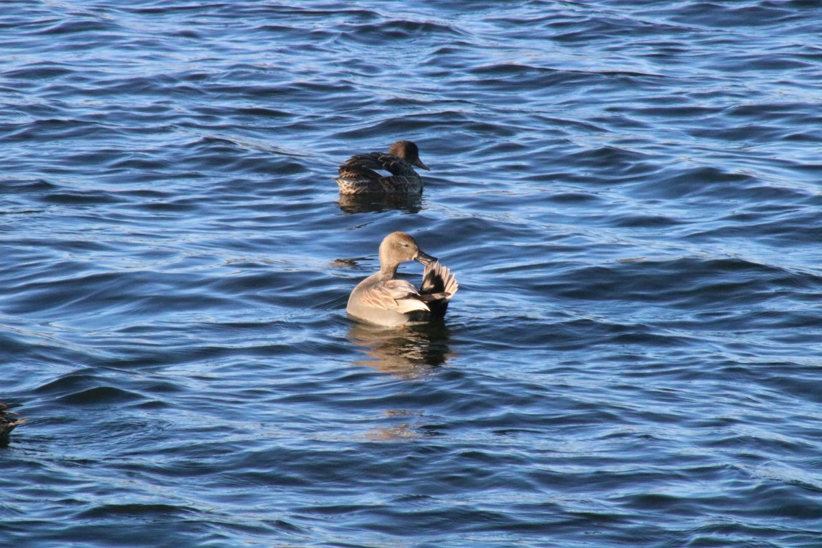 Two ducks on water, the nearer is scratching its beak.