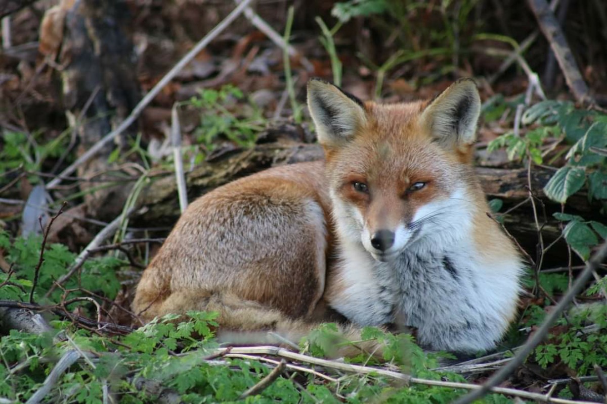 A fox lies curled up within green leaves, and is looking towards the camera.