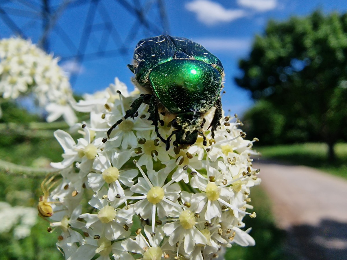 A shiny green beetle covered in pollen is climbing over a white flower.