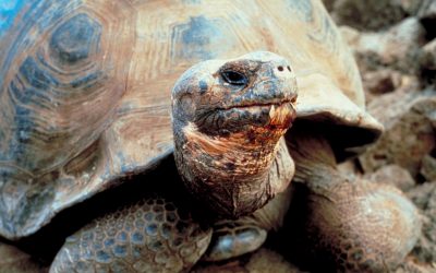 Breathing Exercises – Part 2 – Head Retraction