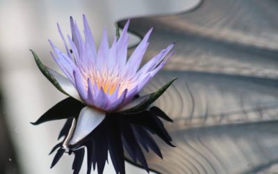 Photo a Day Collection – January 2020