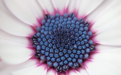 Photo a Day Collection – April 2020