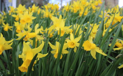 Photo a Day Collection – March 2020