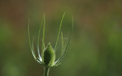 Photo a Day Collection – July 2020