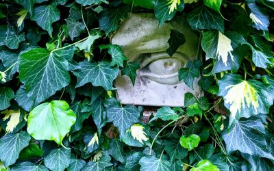 Photo a Day Collection – June 2021